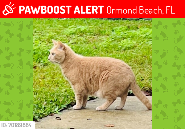 Lost Female Cat last seen N Ridgewood & Woodland Ave, Ormond Beach, FL 32174