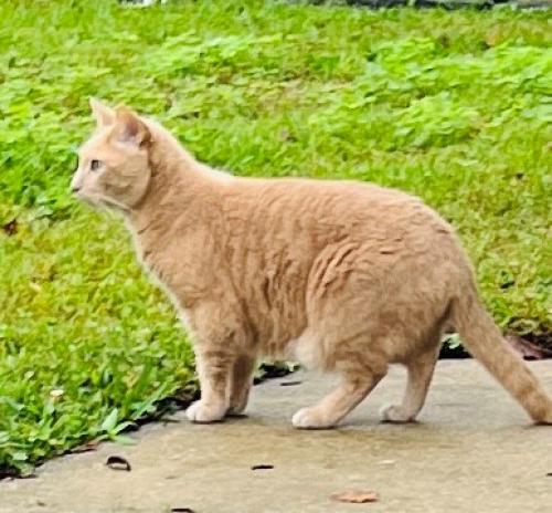 Lost Female Cat last seen N Ridgewood & Woodland Ave, Ormond Beach, FL 32174