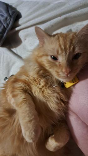 Lost Male Cat last seen Lawerenceburg road and high street, Versailles, KY 40383