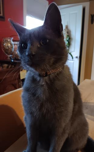 Lost Male Cat last seen Behind All Hallows Curch, Moosup, Ct, Plainfield, CT 06354