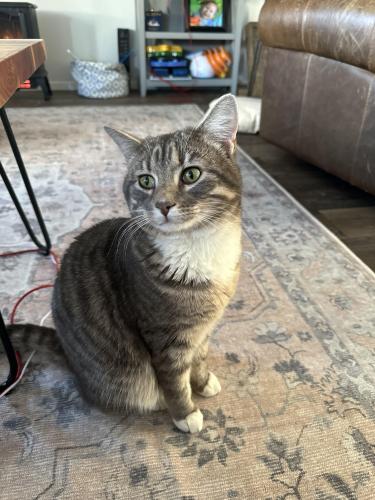 Lost Male Cat last seen Vine and Timberline, Fort Collins, CO 80524