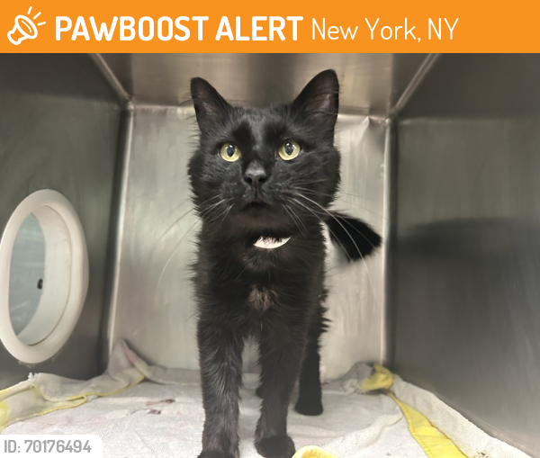 Shelter Stray Male Cat last seen 91-49 109th Street, RICHMOND HILL, NY, 11418, New York, NY 11208