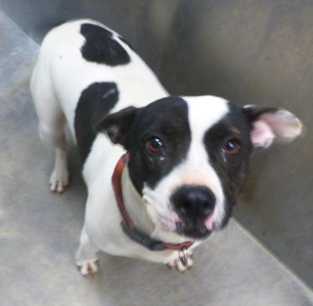 Shelter Stray Female Dog last seen Near NW Evangeline Thruway, CARENCRO, LA, 70520, Lafayette, LA 70507