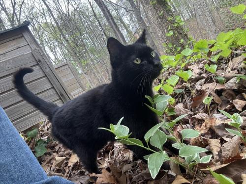 Lost Female Cat last seen On Pine Grove Pointe Dr in Roswell, Roswell, GA 30075
