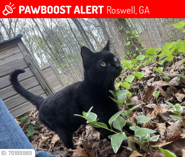 Lost Female Cat last seen On Pine Grove Pointe Dr in Roswell, Roswell, GA 30075