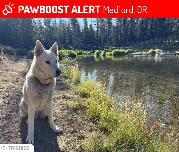 Lost Male Dog last seen Canon st and 10th st, Medford, OR 97501