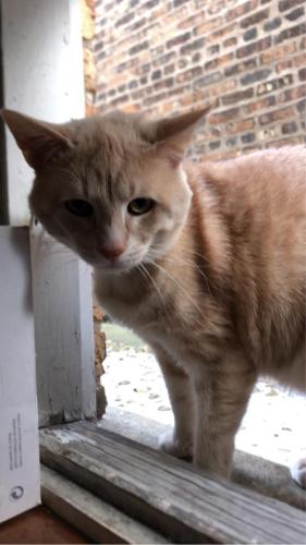 Lost Male Cat last seen By CTA, Chicago, IL 60629