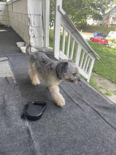 Lost Male Dog last seen Piedmont , Baltimore, MD 21216