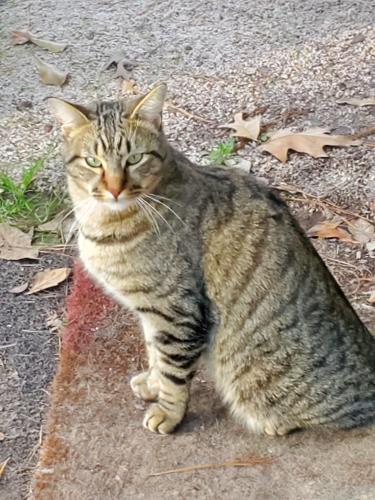 Lost Male Cat last seen Chateau Woods Neighborhood, Montgomery County, TX 77385