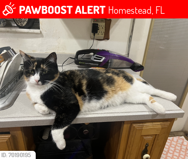 Lost Female Cat last seen My hse, Homestead, FL 33032