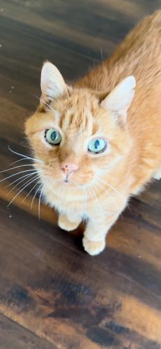 Lost Male Cat last seen Hargis creek Trail, Oakbrook Glen subdivision , Austin, TX 78717