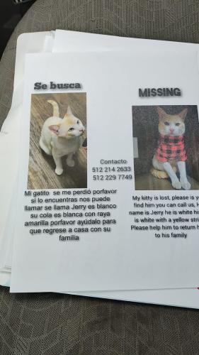 Lost Male Cat last seen Metric blvd, Austin, TX 78758