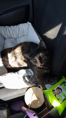 Lost Female Cat last seen Near Oak Valley Ln, Corsicana, TX 75110, Corsicana, TX 75110
