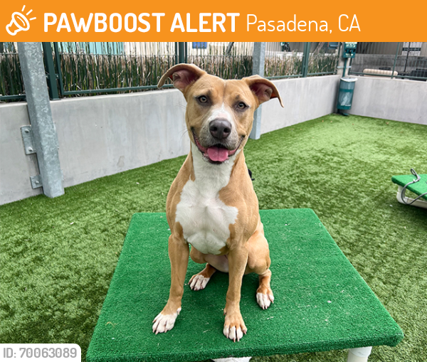 Shelter Stray Female Dog last seen CHESTER AVE, Pasadena, CA 91105