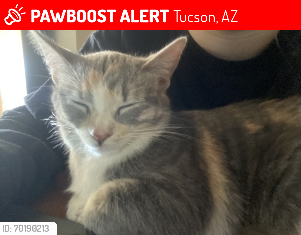 Lost Female Cat last seen Valencia road, Tucson, AZ 85746