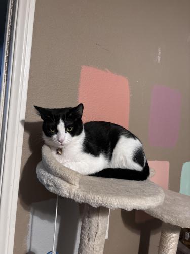 Lost Female Cat last seen 40th St E and Ave S8, Palmdale, CA 93550