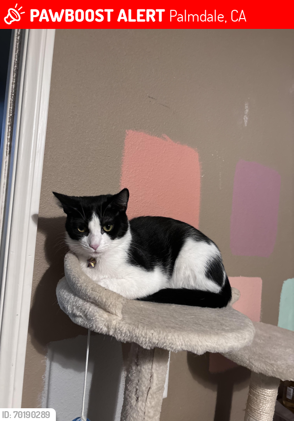 Lost Female Cat last seen 40th St E and Ave S8, Palmdale, CA 93550