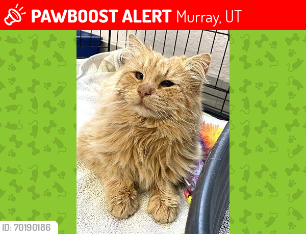 Lost Male Cat last seen Near South, 820 East in Murray, Utah, Murray, UT 84107