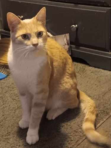 Lost Male Cat last seen 70th & Highway 2, next to Auto Zone and Advanced America, Commerce City, CO 80022
