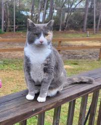 Lost Female Cat last seen Off Highway 77 in the area directly across from Lake Merial, Bay County, FL 32409