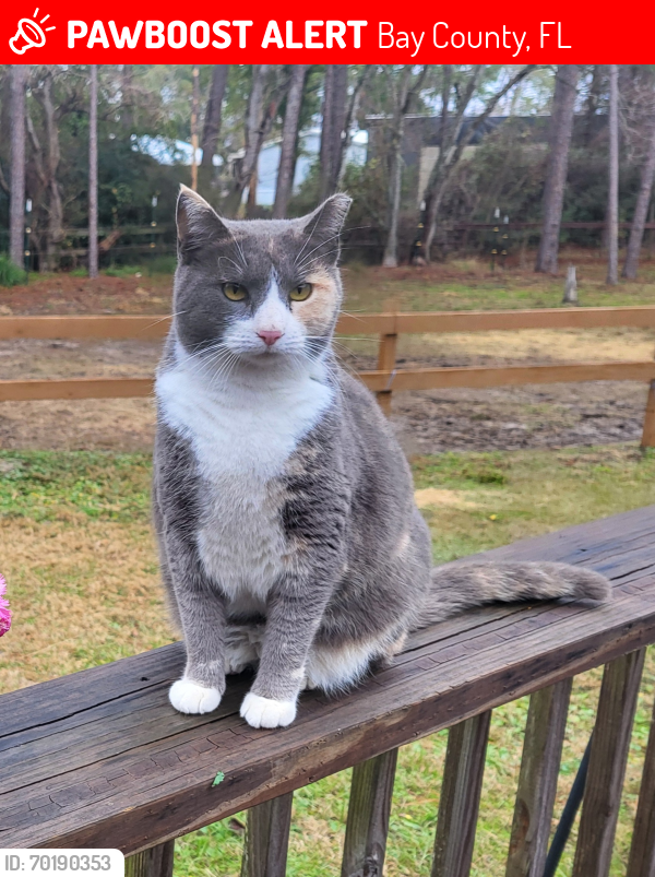 Lost Female Cat last seen Off Highway 77 in the area directly across from Lake Merial, Bay County, FL 32409