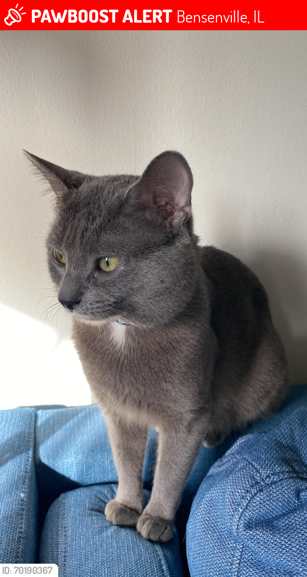 Lost Male Cat last seen Downtown y Green St Bensenville Illinois , Bensenville, IL 60106