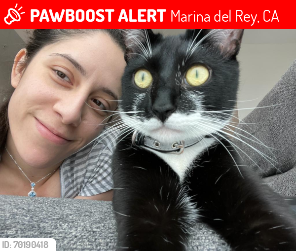 Lost Male Cat last seen Fiji way marina , Marina del Rey, CA 90292