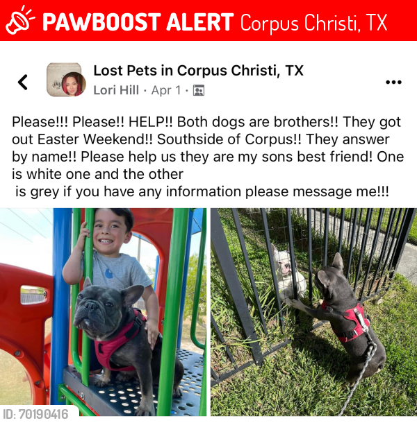 Lost Male Dog last seen Cimarron, Yorktown , Corpus Christi, TX 78414
