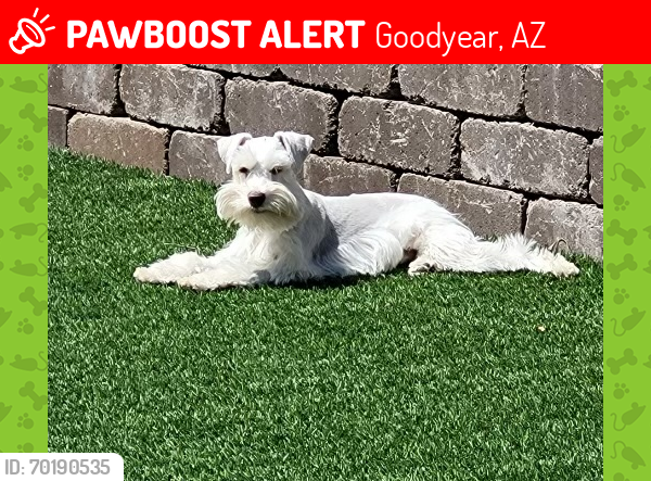 Lost Male Dog last seen Pebble creek parkway , Goodyear, AZ 85395