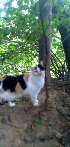 Lost Female Cat last seen Clifton Park Area between Melwood,Frankfort,Payne, Louisville, KY 40206