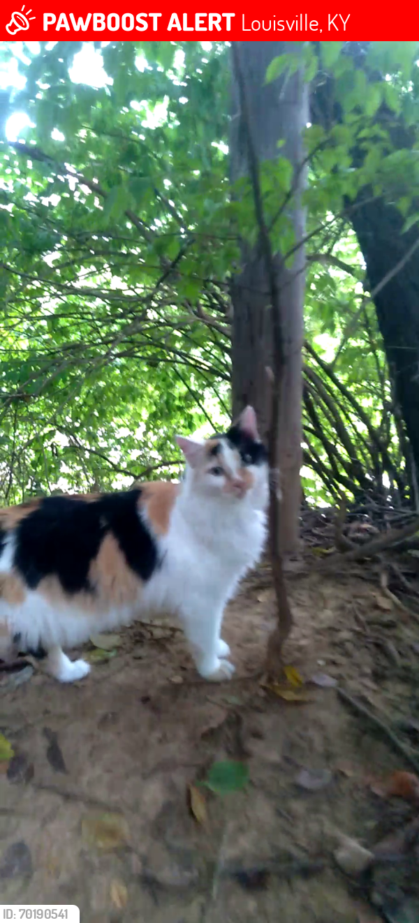 Lost Female Cat last seen Clifton Park Area between Melwood,Frankfort,Payne, Louisville, KY 40206