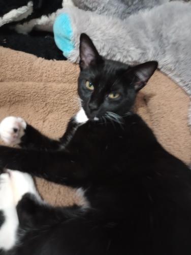 Lost Male Cat last seen Westminster post office, Westminster, SC 29693