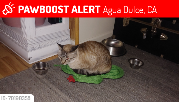 Lost Male Cat last seen near Shady Lane, Agua Dulce, CA 91390