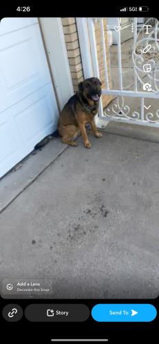 Lost Male Dog last seen Between Juan tabo and eubank on Lomas , Albuquerque, NM 87123