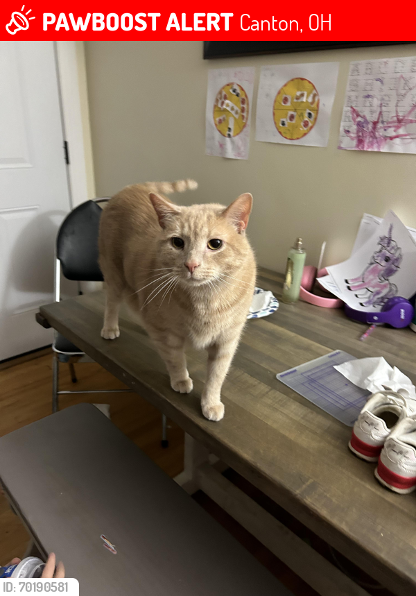 Lost Male Cat last seen 37th and Westview Ave NW, Canton, OH 44709