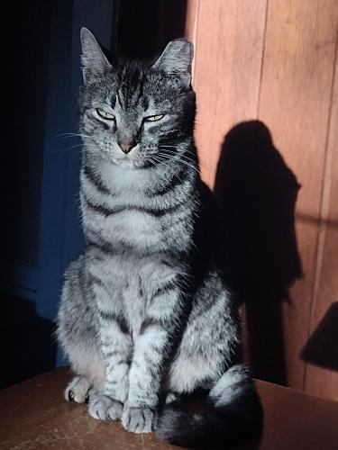 Lost Female Cat last seen star road , Wake Forest, NC 27587