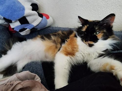 Lost Female Cat last seen Dunrobin Ave by apmts, Downey, CA 90242