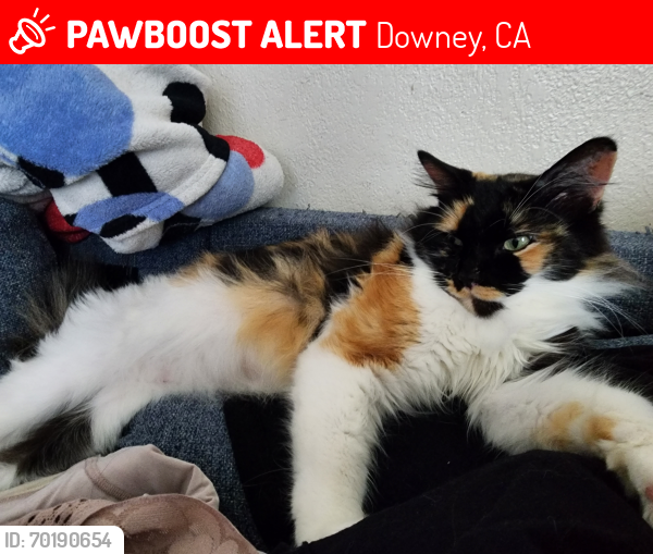 Lost Female Cat last seen Long Beach, Downey, CA 90242