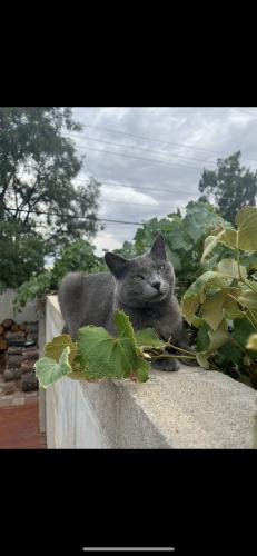 Lost Female Cat last seen Constitution and morris, Albuquerque, NM 87112