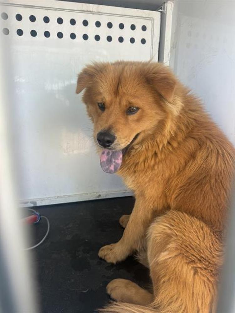 Shelter Stray Male Dog last seen Near BLK ALMATA DR, BAKERSFIELD,CA, Bakersfield, CA 93307