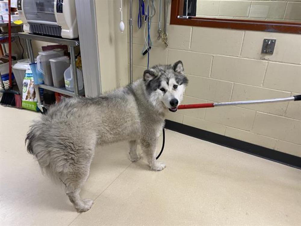 Shelter Stray Male Dog last seen Near BLOCK W. LOOMIS, West Milwaukee, WI 53215