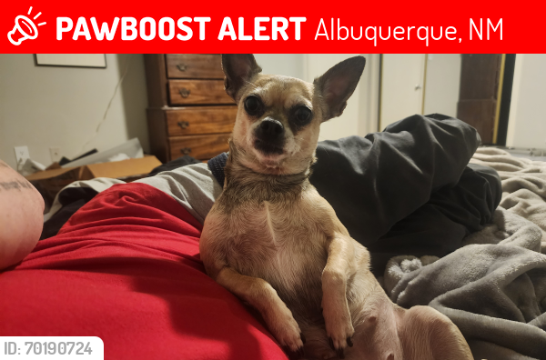 Lost Female Dog last seen 10th & Park, Albuquerque, NM 87102