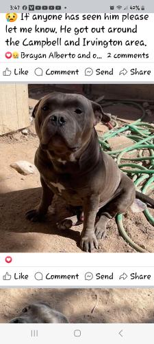 Lost Male Dog last seen Campbell and Irvington , Tucson, AZ 85714