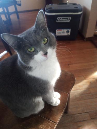 Lost Female Cat last seen Kit Carson elementary *she may be injured*, Albuquerque, NM 87105