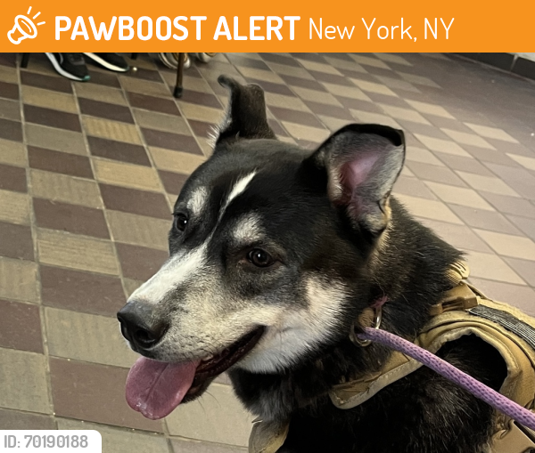 Shelter Stray Male Dog last seen E 111th Street, NEW YORK, NY, 10029, New York, NY 10029