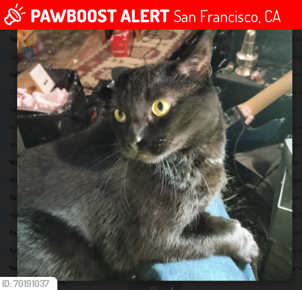 Lost Male Cat last seen Sacramento and Presidio, San Francisco, CA 94118