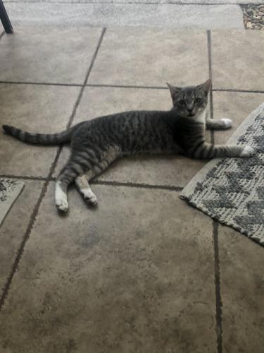 Lost Male Cat last seen Near Cherry Hill Circle Longwood FL 32779, Longwood, FL 32779
