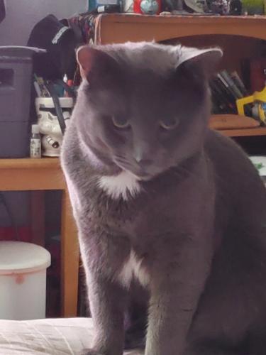 Lost Male Cat last seen Small and Summit, Pueblo, CO 81004