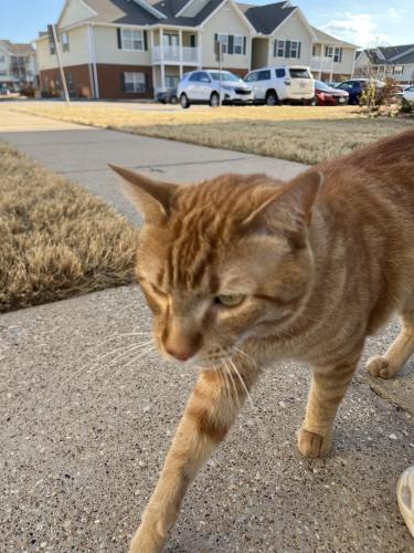 Lost Male Cat last seen The Madison apmts , Tyler, TX 75703