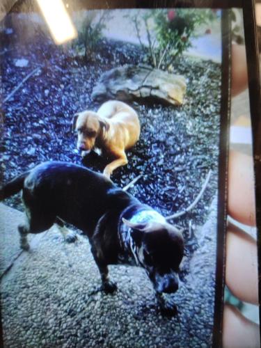 Lost Unknown Dog last seen Near University Ave #8, Lubbock, TX 79413